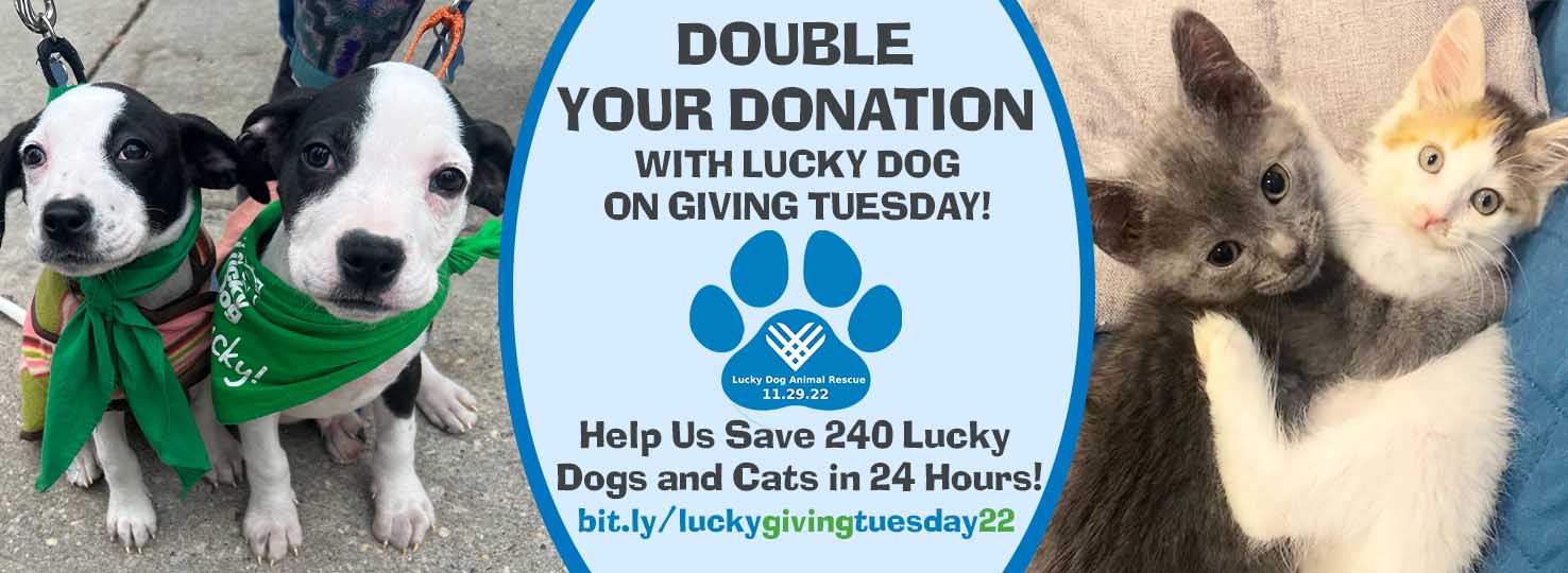 Saving Lives Together - Lucky Dog Animal Rescue