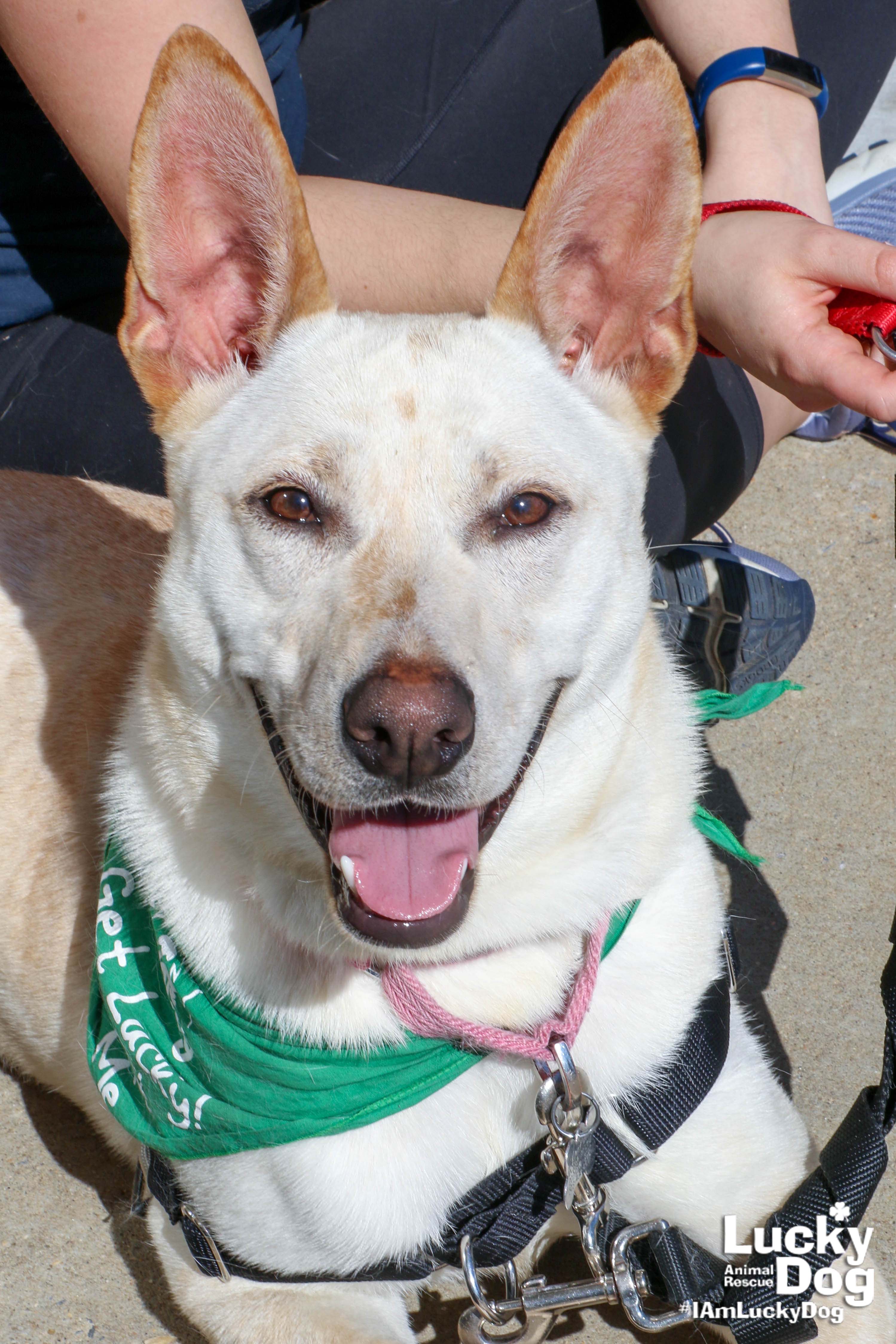 Puppy & Dog Adoption Event at PetSmart in Alexandria